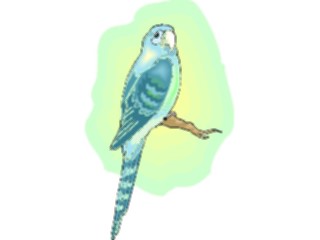 Sticker Custom Preview Image #016485 Animals Birds Conure2
