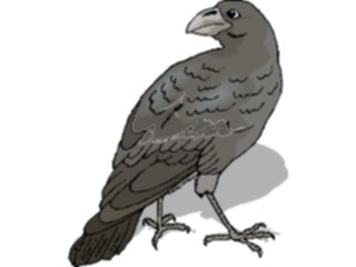 Sticker Custom Preview Image #016518 Animals Birds Crow4