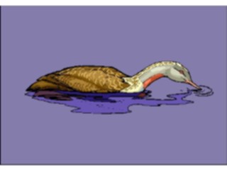 Sticker Custom Preview Image #016581 Animals Birds Duck24