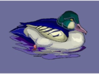 Sticker Custom Preview Image #016586 Animals Birds Duck29