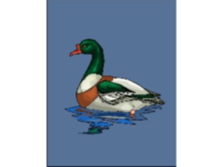Sticker Custom Preview Image #016589 Animals Birds Duck32