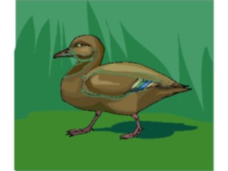 Sticker Custom Preview Image #016590 Animals Birds Duck33