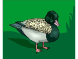 Sticker Custom Preview Image #016591 Animals Birds Duck34
