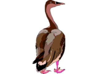 Sticker Custom Preview Image #016613 Animals Birds Duck56