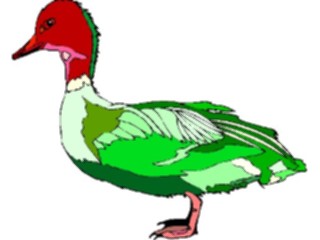 Sticker Custom Preview Image #016615 Animals Birds Duck58