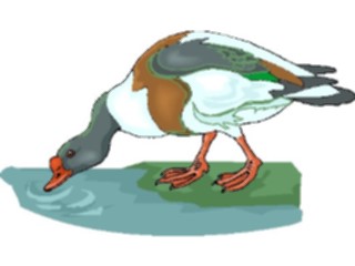 Sticker Custom Preview Image #016619 Animals Birds Duck62
