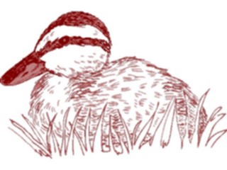 Sticker Custom Preview Image #016622 Animals Birds Duck65