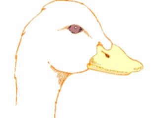 Sticker Custom Preview Image #016623 Animals Birds Duck66