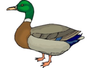 Sticker Custom Preview Image #016642 Animals Birds Duck Mallard1