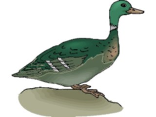 Sticker Custom Preview Image #016644 Animals Birds Duck Mallard3