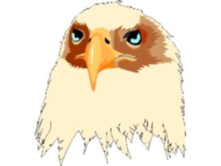 Sticker Custom Preview Image #016663 Animals Birds Eagle03