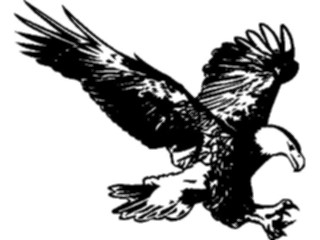 Sticker Custom Preview Image #016700 Animals Birds Eagle40