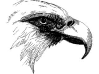 Sticker Custom Preview Image #016704 Animals Birds Eagle44