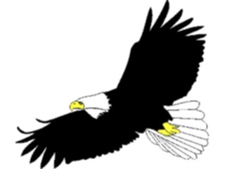Sticker Custom Preview Image #016712 Animals Birds Eagle52