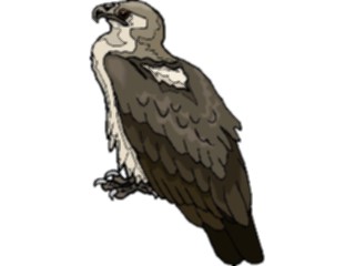 Sticker Custom Preview Image #016721 Animals Birds Eagle61