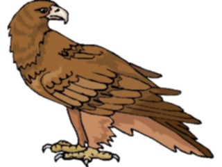 Sticker Custom Preview Image #016723 Animals Birds Eagle63