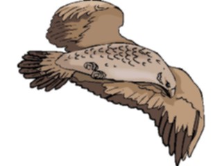 Sticker Custom Preview Image #016724 Animals Birds Eagle64