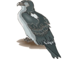 Sticker Custom Preview Image #016725 Animals Birds Eagle65
