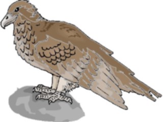 Sticker Custom Preview Image #016727 Animals Birds Eagle67
