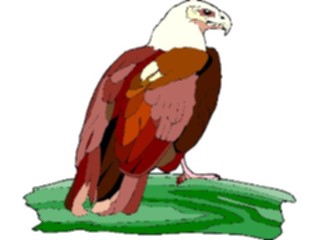 Sticker Custom Preview Image #016729 Animals Birds Eagle69
