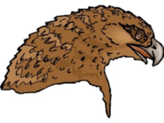 Sticker Custom Preview Image #016730 Animals Birds Eagle70