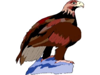 Sticker Custom Preview Image #016731 Animals Birds Eagle71
