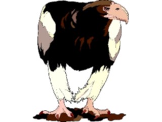 Sticker Custom Preview Image #016732 Animals Birds Eagle72