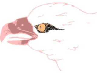 Sticker Custom Preview Image #016738 Animals Birds Eagle78