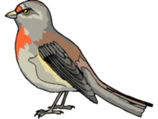 Sticker Custom Preview Image #016785 Animals Birds Finch09