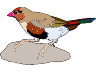 Sticker Custom Preview Image #016786 Animals Birds Finch10