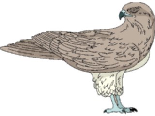 Sticker Custom Preview Image #016892 Animals Birds Hawk4