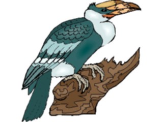Sticker Custom Preview Image #016917 Animals Birds Hornbill1