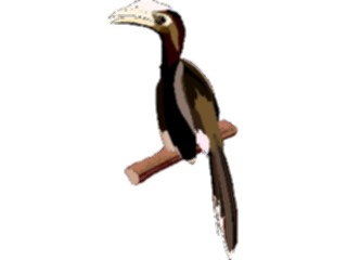 Sticker Custom Preview Image #016921 Animals Birds Hornbill5