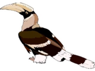 Sticker Custom Preview Image #016922 Animals Birds Hornbill6