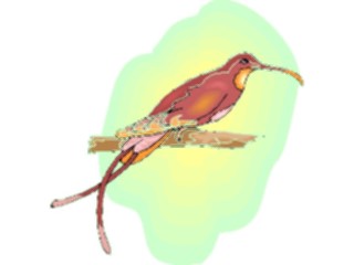 Sticker Custom Preview Image #016934 Animals Birds Hummingbird12