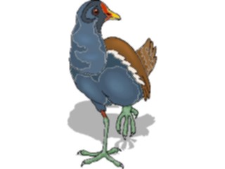 Sticker Custom Preview Image #016984 Animals Birds Moorhen2