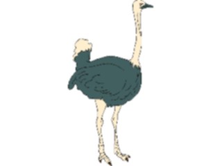 Sticker Custom Preview Image #017004 Animals Birds Ostrich04