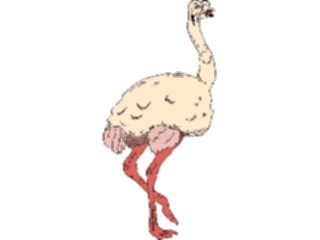 Sticker Custom Preview Image #017005 Animals Birds Ostrich05