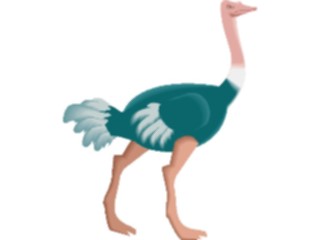 Sticker Custom Preview Image #017006 Animals Birds Ostrich06
