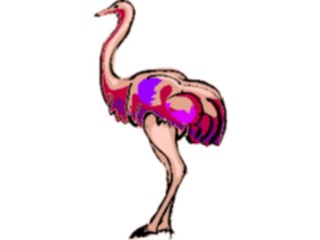 Sticker Custom Preview Image #017007 Animals Birds Ostrich07
