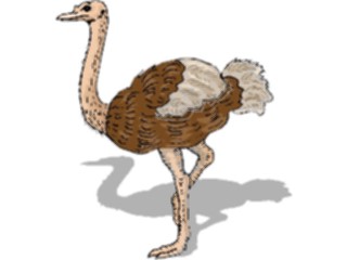 Sticker Custom Preview Image #017012 Animals Birds Ostrich12