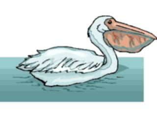 Sticker Custom Preview Image #017116 Animals Birds Pelican18