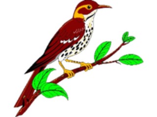 Sticker Custom Preview Image #017318 Animals Birds Thrush