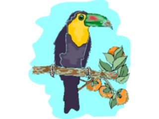 Sticker Custom Preview Image #017327 Animals Birds Toucan09