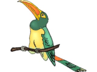 Sticker Custom Preview Image #017332 Animals Birds Toucan14