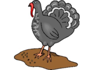 Sticker Custom Preview Image #017347 Animals Birds Turkey5