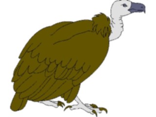 Sticker Custom Preview Image #017348 Animals Birds Vulture1