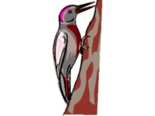 Sticker Custom Preview Image #017365 Animals Birds Woodpecker04