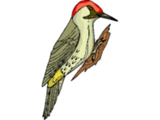 Sticker Custom Preview Image #017371 Animals Birds Woodpecker10