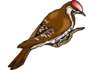 Sticker Custom Preview Image #017372 Animals Birds Woodpecker11